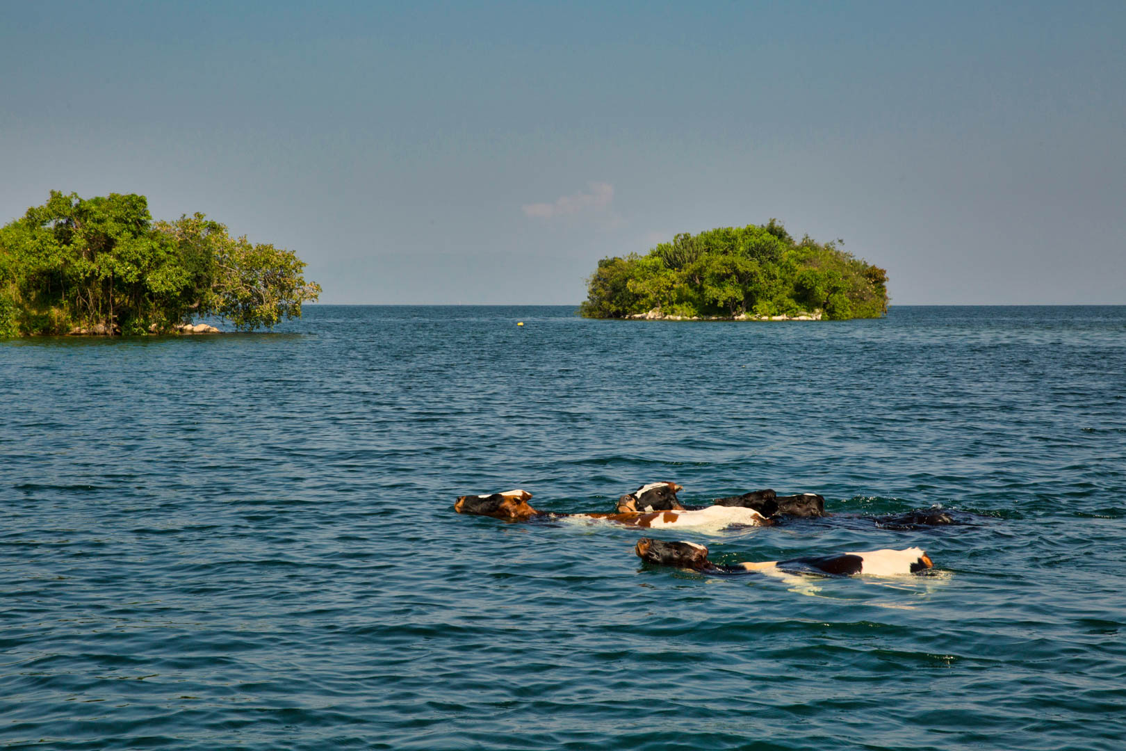 Swimming Cows